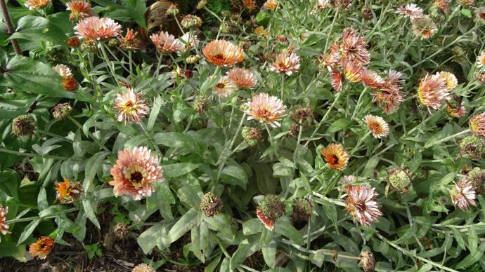 Calendula ‘Buff Pygmy’, de Takii Europe